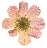 The afterlife of flowers Cover Image