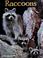 Go to record Raccoons