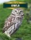 Go to record Owls