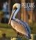 Go to record Pelicans