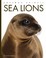 Go to record Sea lions