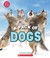 Go to record A pack of dogs
