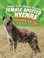 Go to record Female spotted hyenas