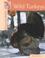 Go to record Wild turkeys