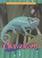 Go to record Chameleons