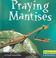 Go to record Praying mantises