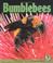 Go to record Bumblebees