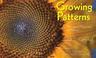 Go to record Growing patterns : Fibonacci numbers in nature