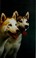 Go to record Siberian huskies