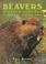 Go to record Beavers & other rodents : portrait of the animal world