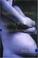 Go to record Testing women, testing the fetus : the social impact of am...