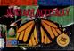 Go to record Monarch butterfly