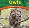 Go to record Owls : flat-faced flyers