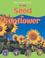 Go to record From seed to sunflower