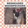 Go to record Red-headed woodpeckers
