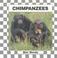 Go to record Chimpanzees