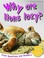 Go to record Why are lions lazy?